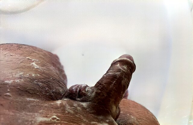 Lapiechwile00