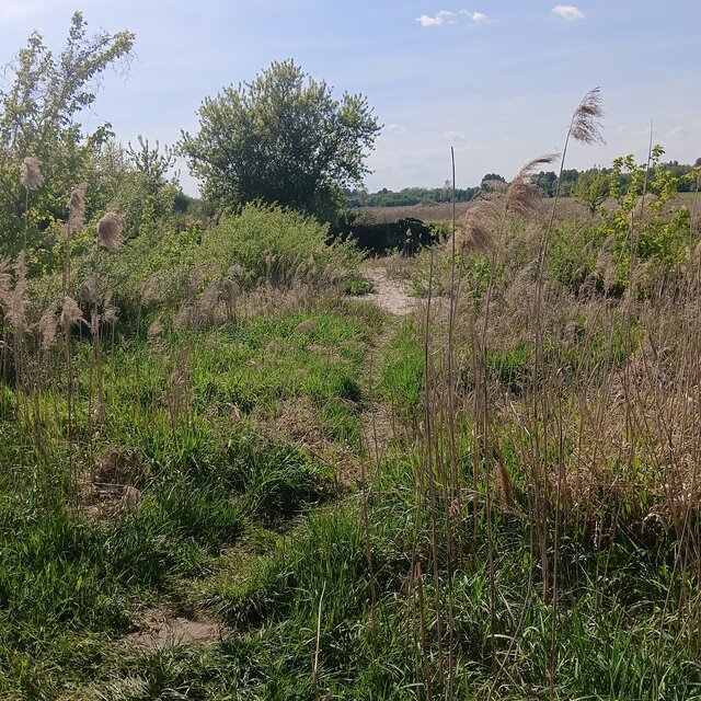 Wszolek