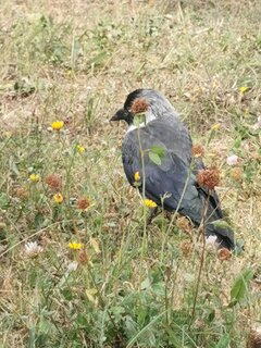 IMG_20240905_130944.jpg