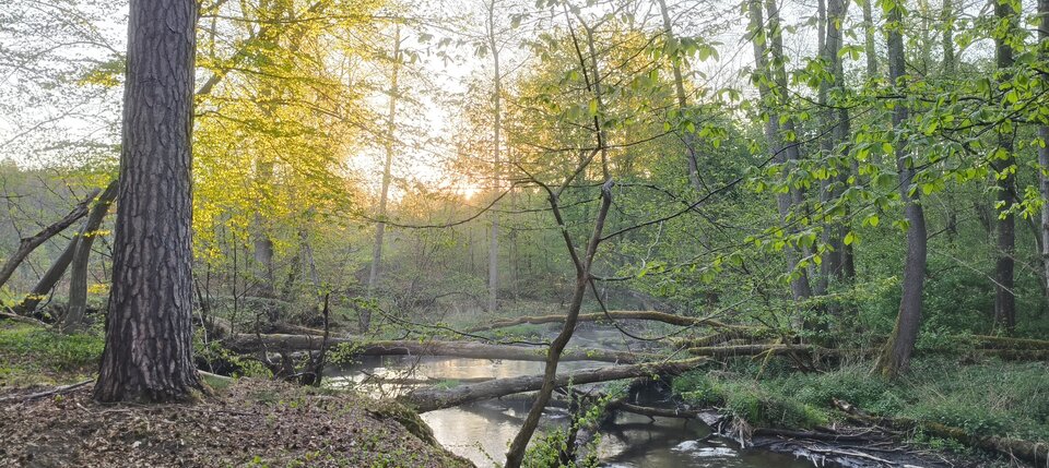 Forest - Leszyforest86