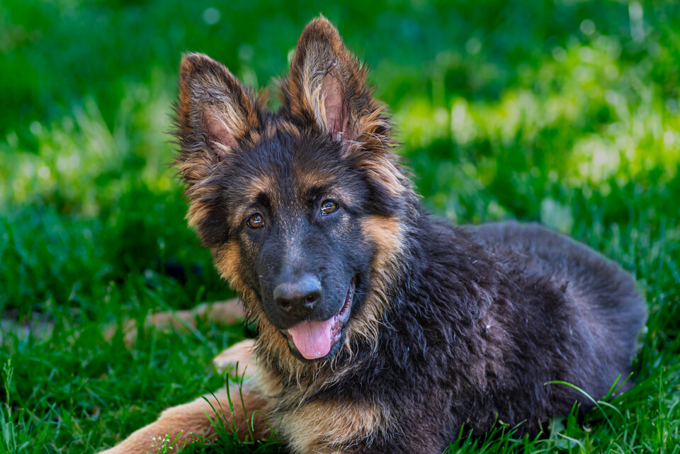 Alf - mystic