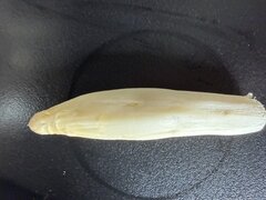 IMG_7365.jpeg
