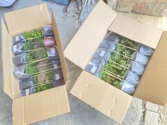 IMG_0819.jpeg