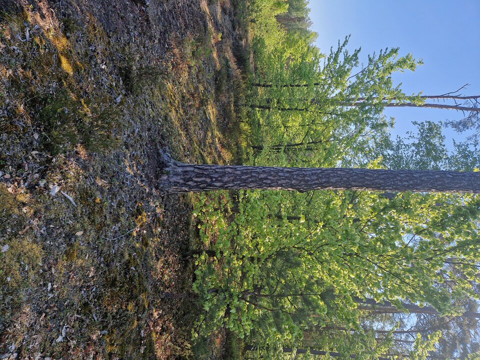 1000046763.jpg - Waaga