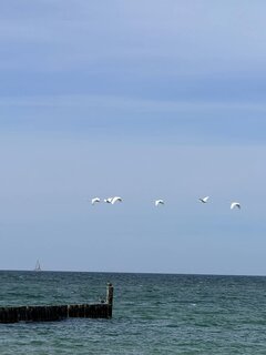 łabedzie.jfif