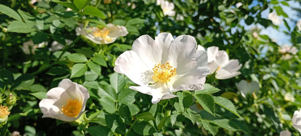 57917.jpg - C_u_m