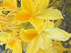 IMG_9615.jpeg
